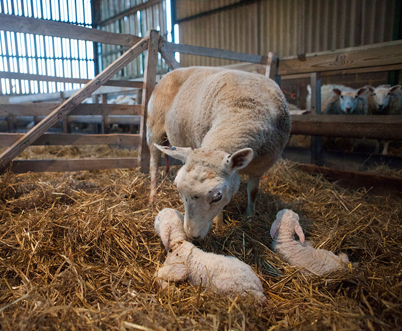 Lambing & Calving Cameras